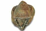 Wide Enrolled Morocops Trilobite - Morocco #323211-2